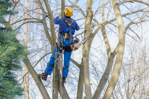 How Our Tree Care Process Works  in  Columbia, MS